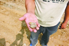 老宅寻宝找出祖藏元宝